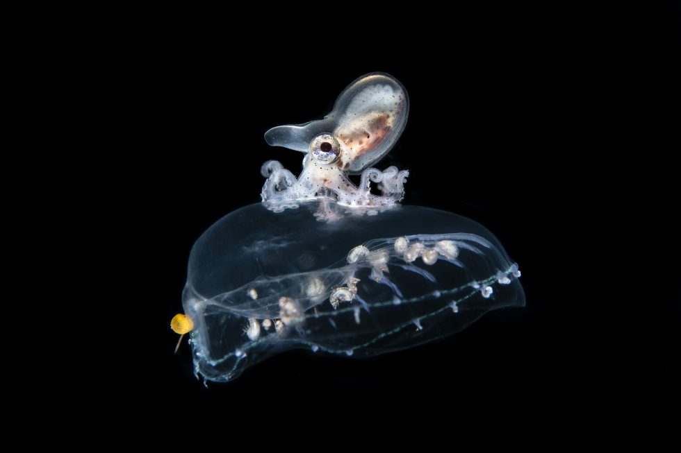 For a jellyfish, there are few hitchhikers more harmful than this juvenile brown paper nautilus, and for the nautilus, few rides could be more handy.

Learn more about this relationship at bit.ly/4i2E3N0. 📷 Magnus Lundgren
