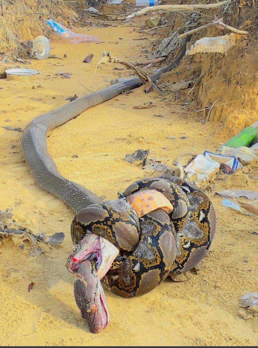 SnakesPlus's tweet image. ICYMI — we had an awesome SNAKE FIGHT in the creek behind our Dillon location Mon morning! We found the python that got out Fri &amp;amp; the king cobra that escaped yesterday. Turns out they stayed close, found each other &amp;amp; battled to the death of each this am. @garysnakes “So cool.”
