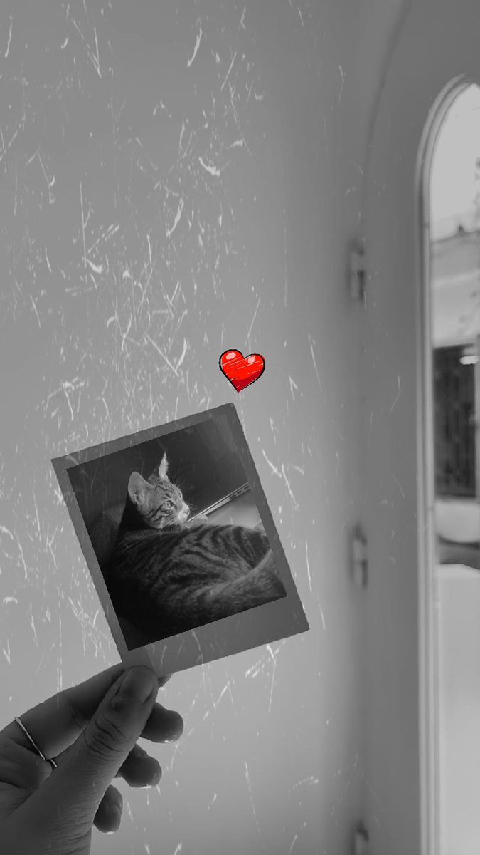 TrTekira's tweet photo. Durgun...
#CatsOfTwitter #CatsLover @NoCatsNoLife_m https://t.co/qILurw4INo