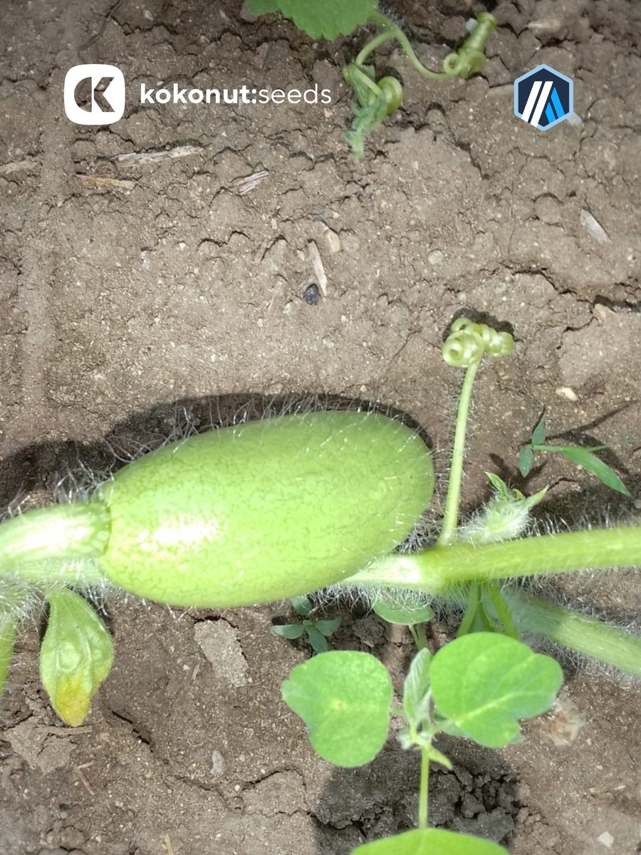 Kokonut Network ππ₯₯π΄ (@kokonutnetwork) on Twitter photo Watermelons are coming GREEN & FLUFFY ππ±
The value per $1 input/output ratio of Kokonut Framework is unmatched when you explain that impact with tools like <a href="/EcoBenefitFrame/">Ecological Benefits Framework (EBF) #GG19</a> <a href="/jhruth/">Jon (π,π
)</a> Watermelons are coming GREEN & FLUFFY ππ±
The value per $1 input/output ratio of Kokonut Framework is unmatched when you explain that impact with tools like <a href="/EcoBenefitFrame/">Ecological Benefits Framework (EBF) #GG19</a> <a href="/jhruth/">Jon (π,π
)</a>