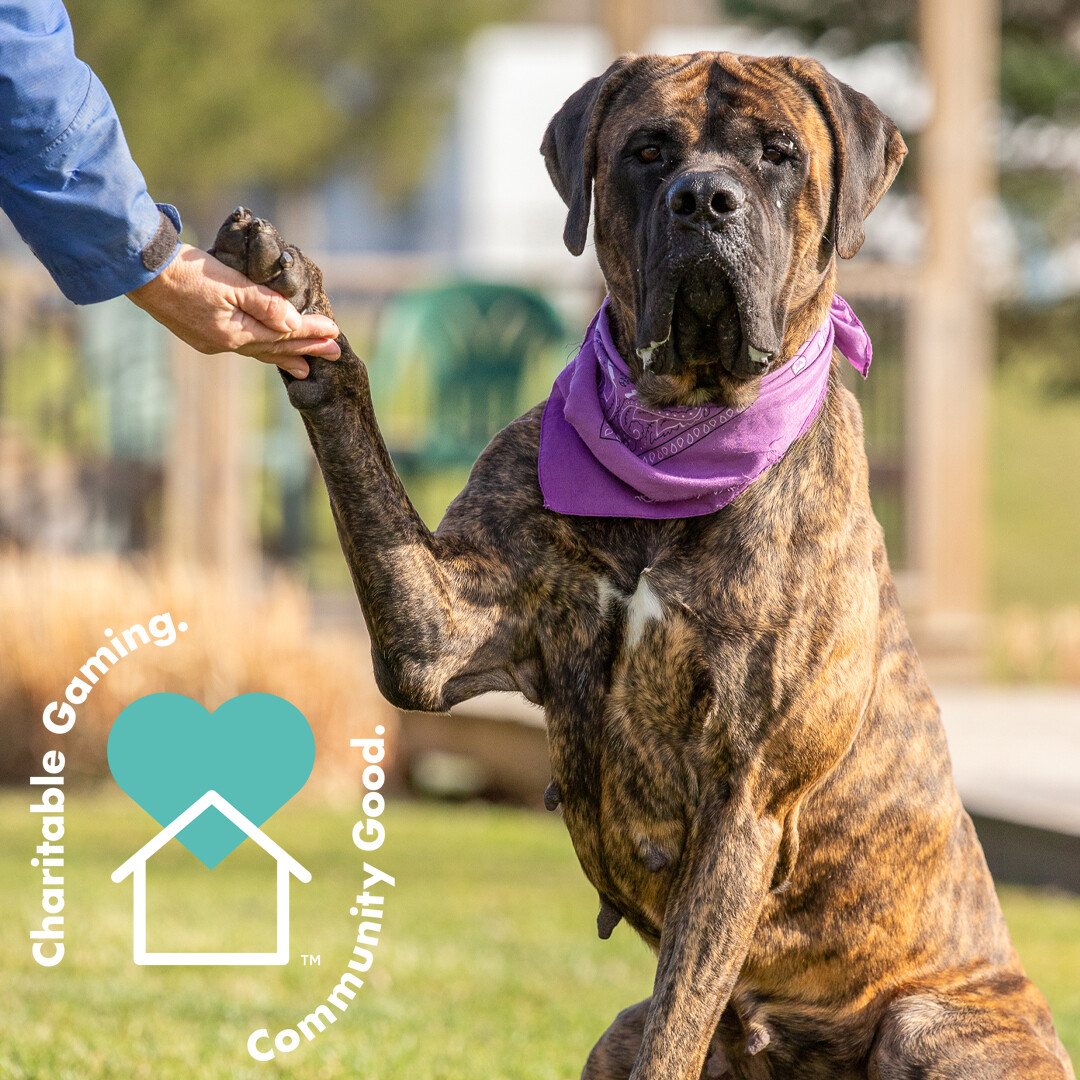 Niagara_SPCA's tweet photo. Charitable Gaming impacts a variety of sectors across Ontario. When you play, local charities win!

#charitablegaming #cgaming #ontariocharities https://t.co/zjGz6wZl8z