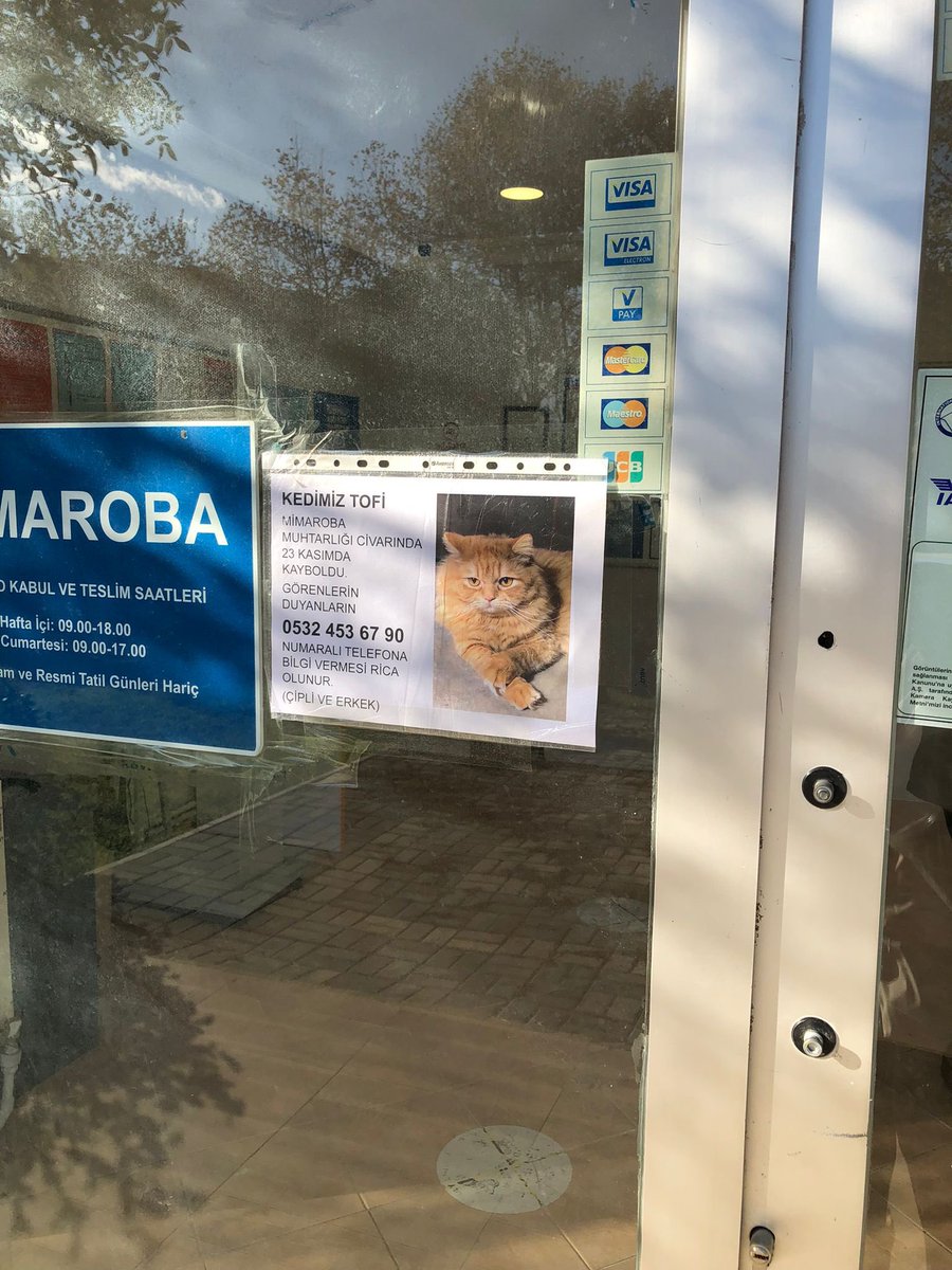 Güzel kedimiz Tofi Büyükçekmece-Mimaroba’da Mimaroba muhtarlığı çevresinde kayıp. Görenlerin benimle veya 0532 453 67 90 numarası ile irtibata geçmesini rica ediyorum. #kayipkedi #istanbul #mimaroba #kayıp #kedi