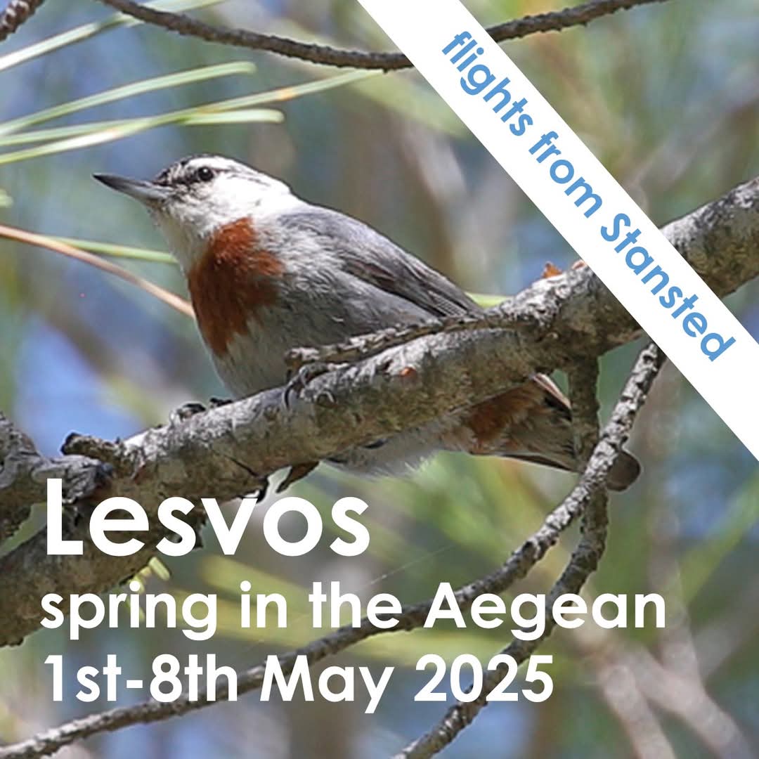 Wildlife Travel tweet media