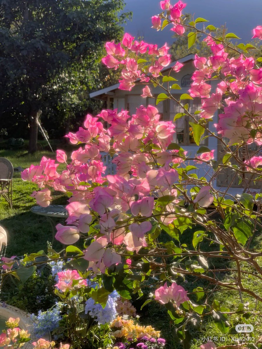 piinkibun's tweet image. 