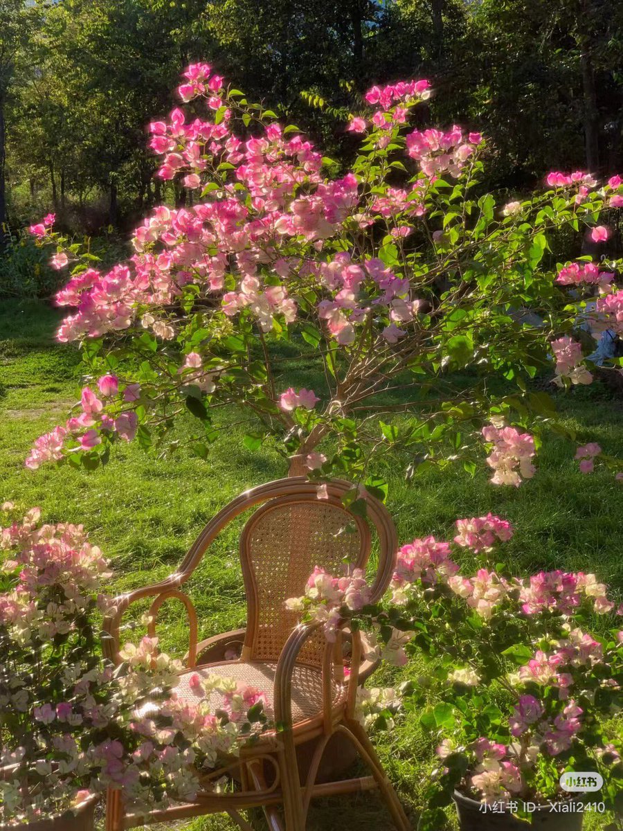 piinkibun's tweet image. 