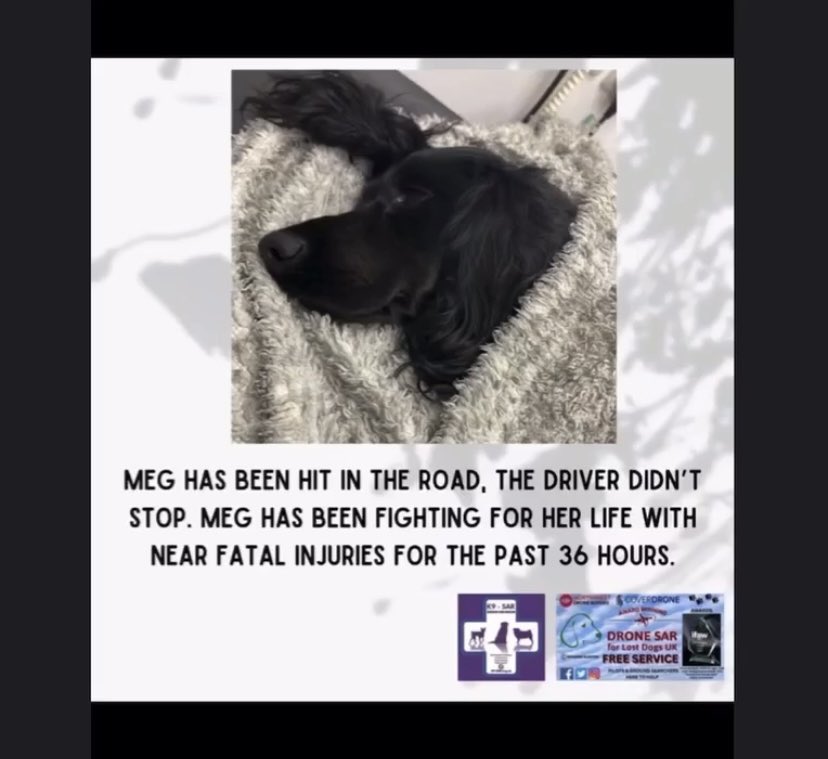 rosiedoc666's tweet photo. We know times are hard for all of us and our #VetBills are getting higher and higher but if we all put in £1 we could help this girl on her long road to recovery
Hit by vehicle 5/11/24 and suffered awful injuries #SaveMeg TY
https://t.co/UNr8QaMEX5
@BitofDecorum @juliagarland73 https://t.co/Q2d7poQeEo