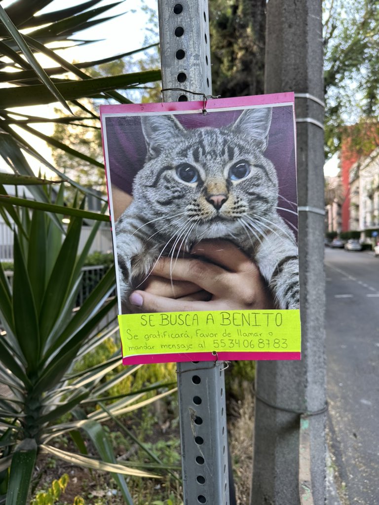 Benito perdido en Polanco