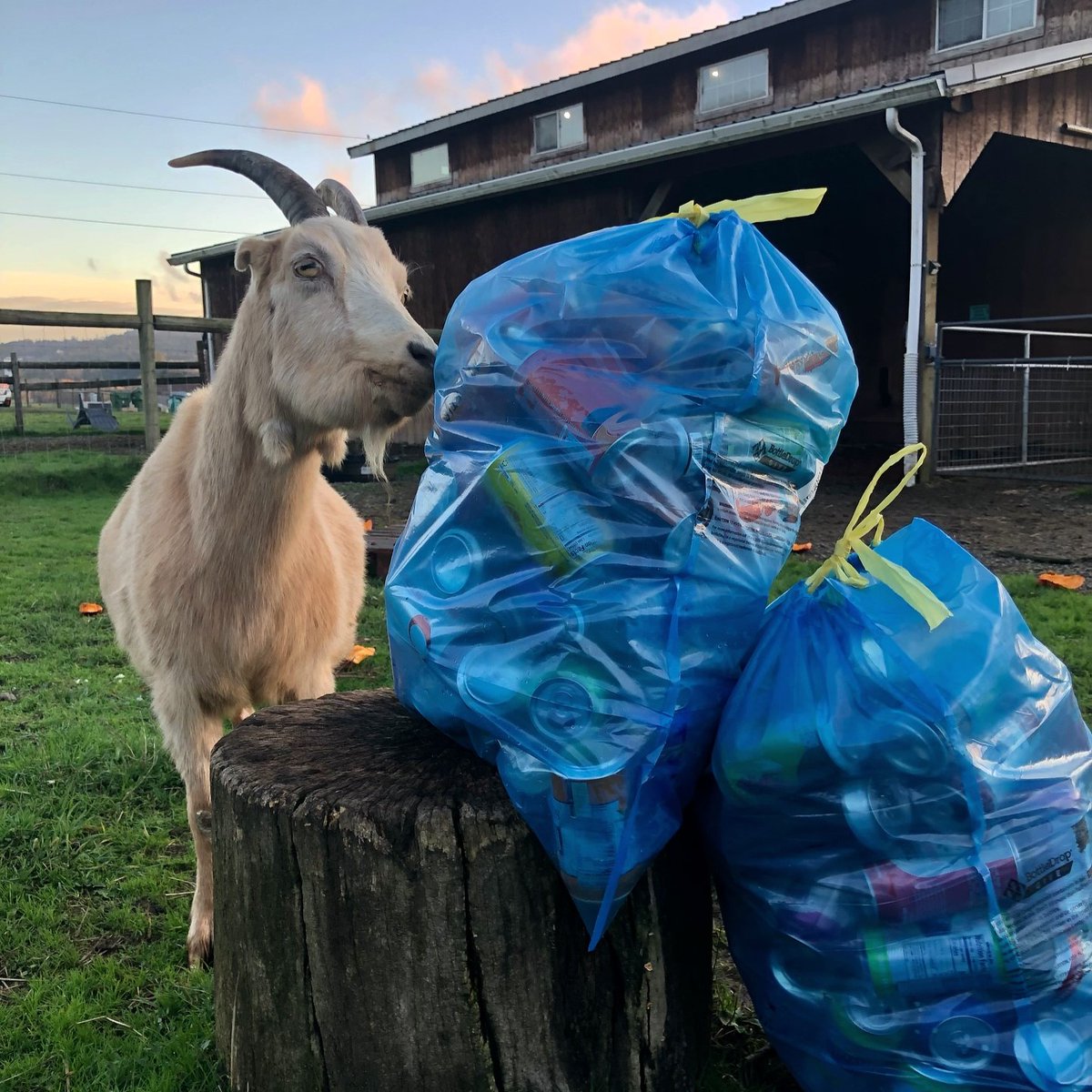 Congrats to today’s Holiday Give contest winners: Bonanza Booster Club, Darlene Urbach Memorial Youth Fund, Santa Clara Community Foundation &amp; Wildwood Farm Sanctuary! See how they use funds raised with #BottleDropGive: bottledrop.com/bought-with-bo…… 🎁📷 #HolidayGive2024