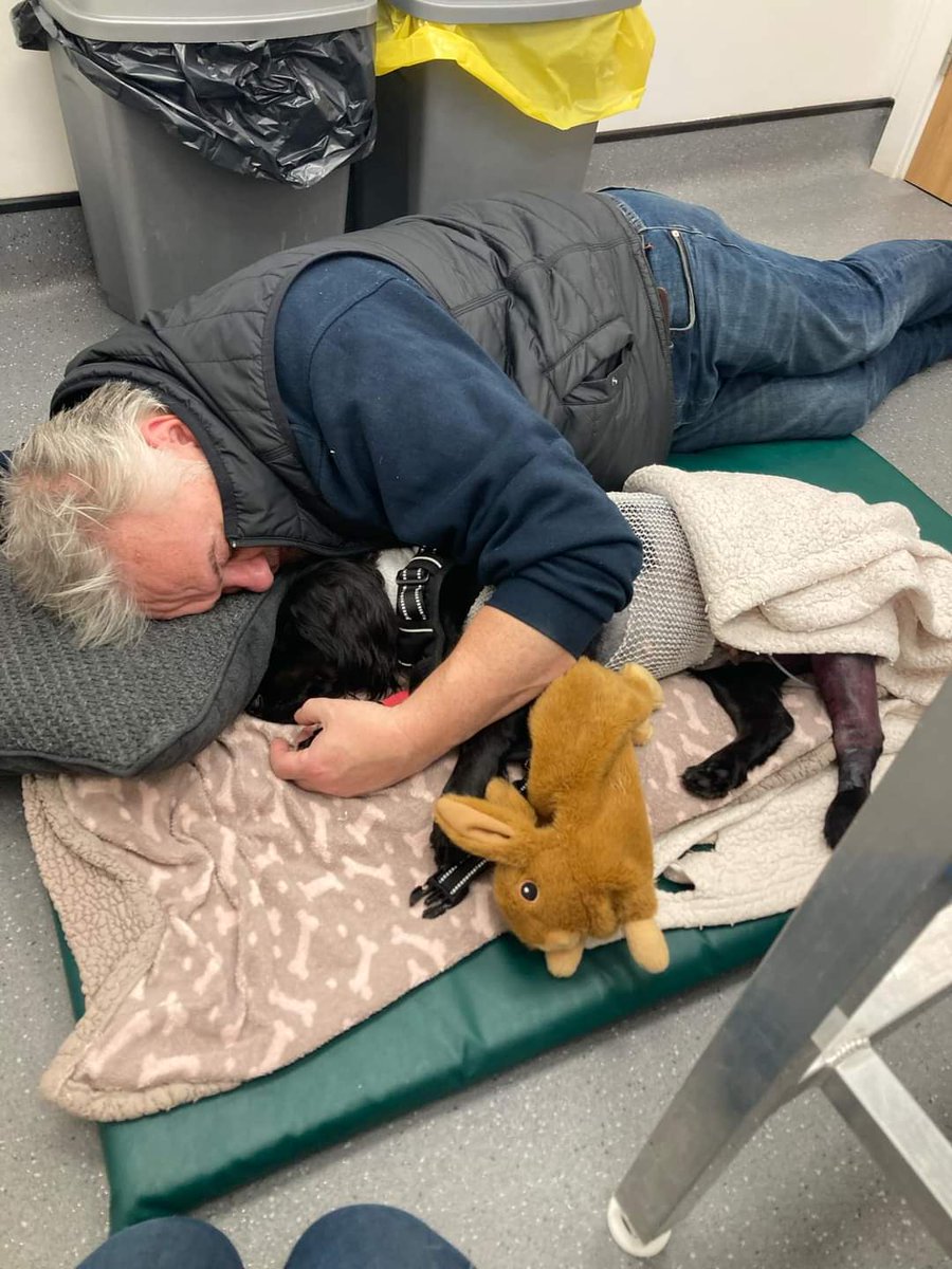 ZuccoIsMissing's tweet photo. TWITTERSTORM #saveMeg 8-9pm 25/11/24
Spooked by fireworks on 5/11/24 MEG was hit by vehicle & badly injured leaving her family with a huge vet bill another 2K is needed
Go fund link
https://t.co/omna0Ghe6W https://t.co/NrxAiMGsCH