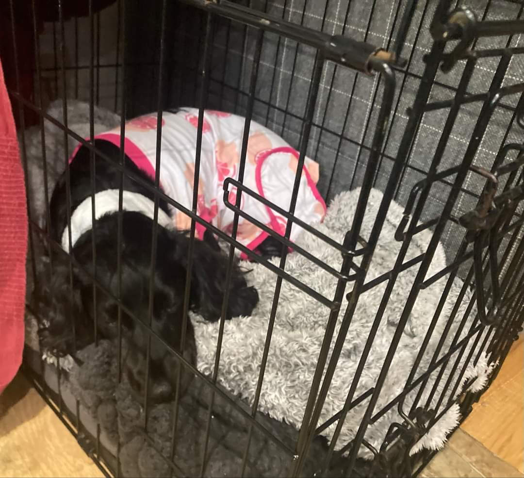 MissingPetsGB's tweet photo. #savemeg "She has amazed us all with her determination & resilience & truly is a miracle♥️
She had been hit in the road, the driver did not stop, & had been fighting for her life with near fatal injuries"
If you can donate, every single penny counts🙏
https://t.co/SFDSnOLtkp https://t.co/5S692L9PCa