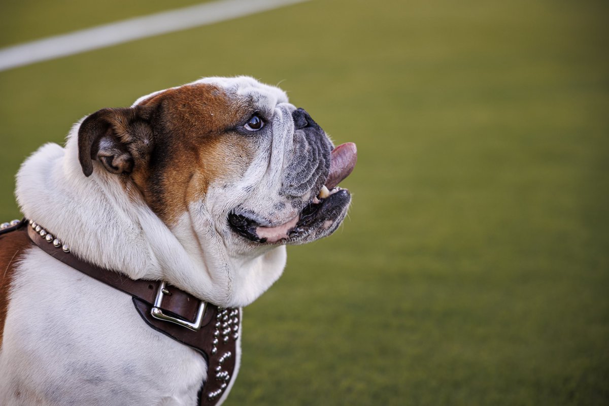 See you next season, Davis Wade 🐾