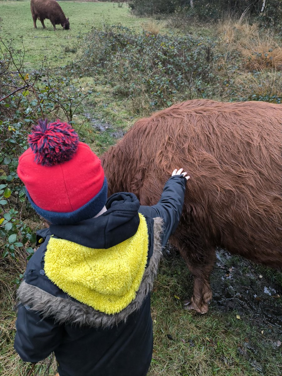 Leosfc85's tweet photo. That was our kind of weekend, stormy weather, rainy walk in the woods to see the cows, xmas films, beef casserole, hot choc, putting the tree up with little man! Hes so happy &amp; excitable! 🎅 https://t.co/JP2y1NggSn