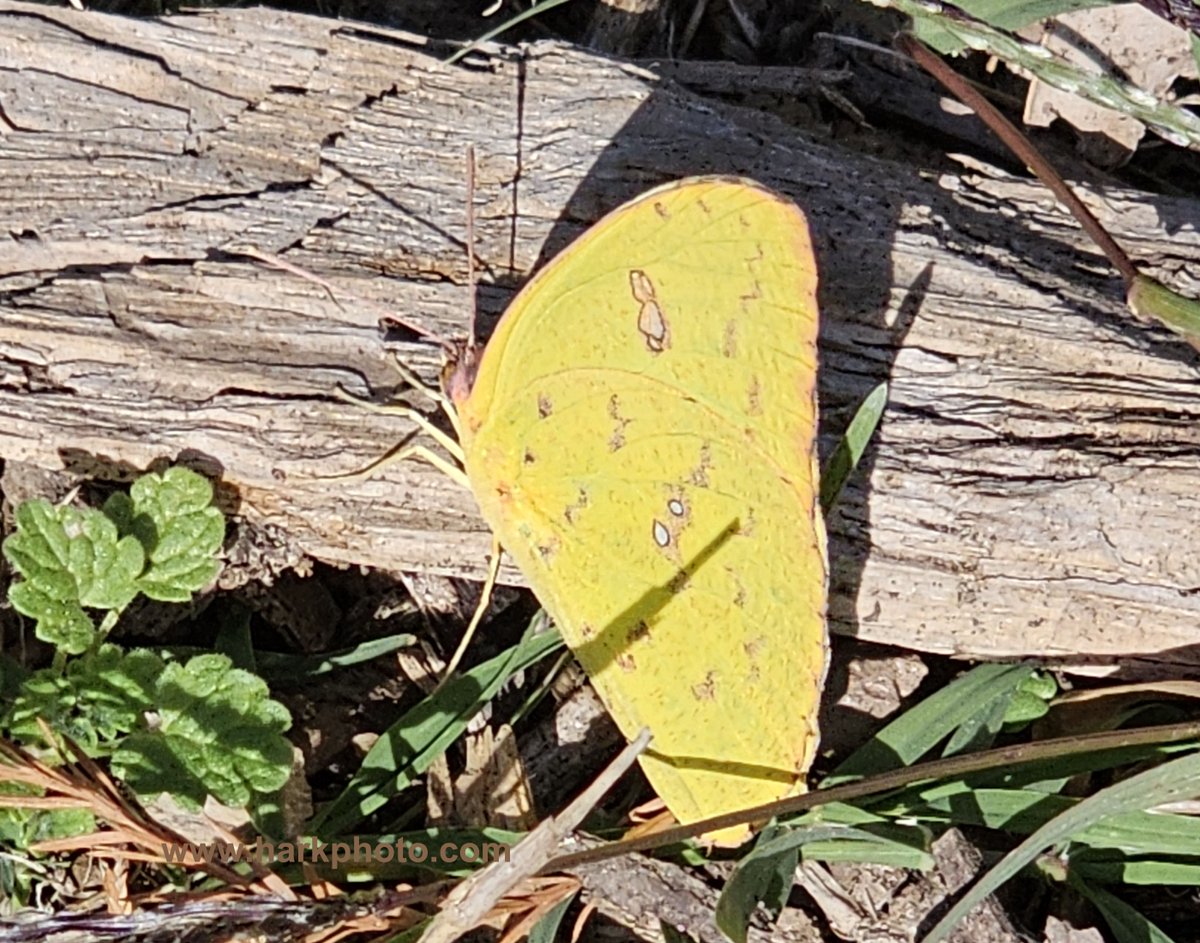 Many butterflies on this pleasant cool fall day in Richmond, Virginia. <a href="/Maymont/">Maymont</a>