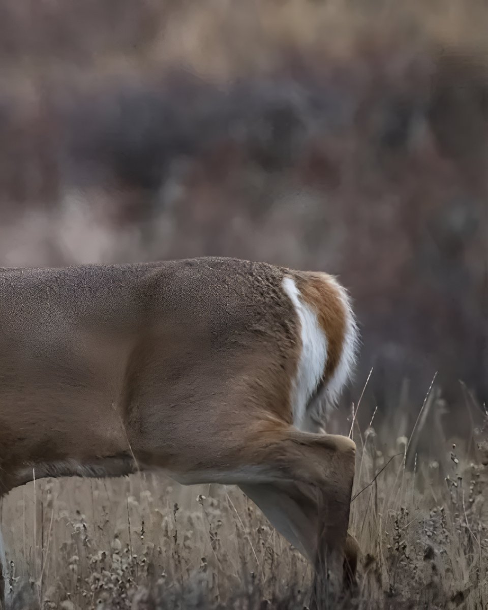FieldandStream's tweet photo. You never forget your first buck, especially when there’s a surprise waiting for you in the WMA parking lot.
Read the full story - https://t.co/ND6SRvcARO 🦌
#TheLegendLives #MyFirstBuck #DeerHunting https://t.co/8LItewkp8g