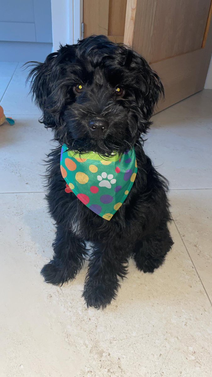 Samaritans of Newry & Dundalk (@samaritansnewry) on Twitter photo Say hello to Ruby (with her Samaritans neckerchief!)
While we love our dog volunteers like Ruby, we’re always on the look out for human volunteers!
If you want to join our next training group starting in the Spring, drop us an email to Newry.branchrecruitment@samaritans.org Say hello to Ruby (with her Samaritans neckerchief!)
While we love our dog volunteers like Ruby, we’re always on the look out for human volunteers!
If you want to join our next training group starting in the Spring, drop us an email to Newry.branchrecruitment@samaritans.org