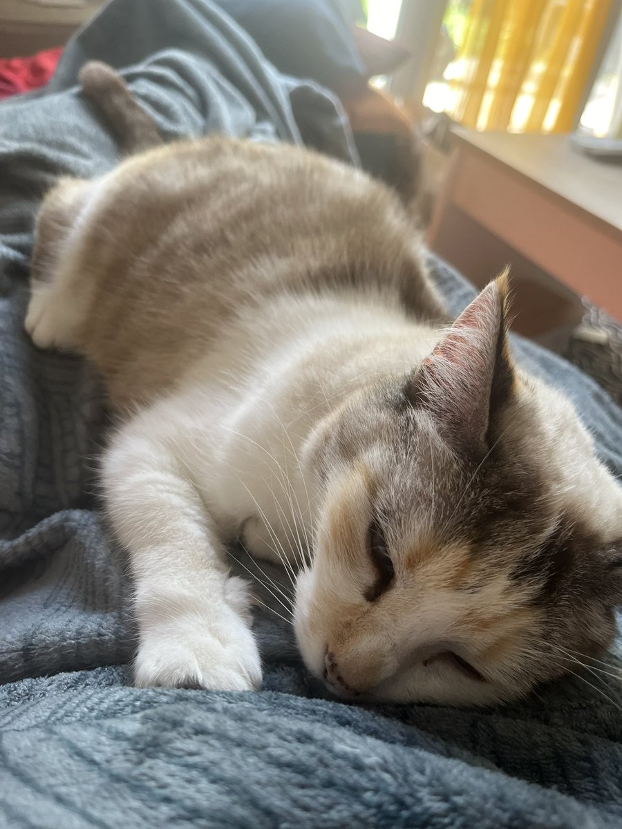 Bonjour à tous,
Pour les #toulousains, nous avons perdu notre chatte « Moumoutte » Samedi 23 Novembre 2024 dans le quartier du Faubourg Bonnefoy. Nous avons peur pour elle, RT au max pour voir si quelqu’un ne l’aurait pas aperçu. Merci beaucoup 😢 #petalert #chat #help