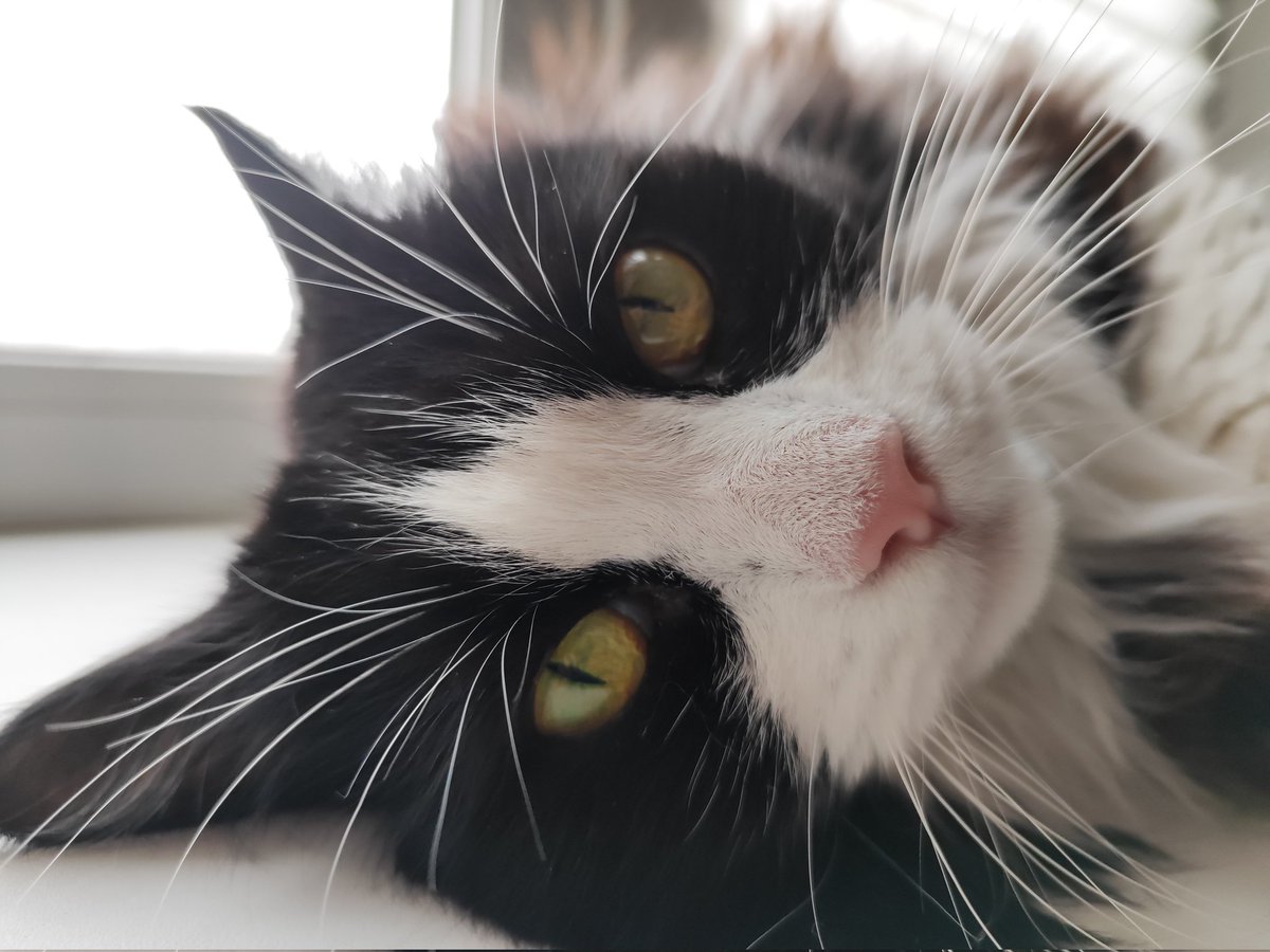 FireFortune's tweet image. Розовый носъ на всякий случай смотрит осудительно