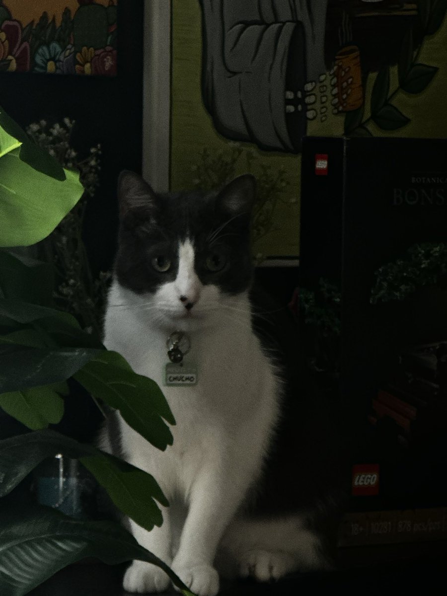 camnstuff's tweet photo. Hey y'all, we are looking for our cat Chucho that got out this morning (11/25). He's about 2 years old and weighs about 15 pounds. If you see him, please DM me or contact (956)569-9255. Thank you ❣️ https://t.co/rFdXZDFjMf
