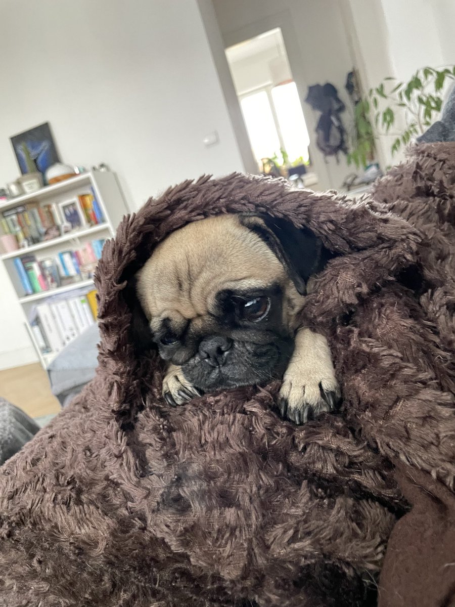 <a href="/okayxyz/">Okay</a> My new bearskin blanket is really comfortable❤️!

#TeamDawgs