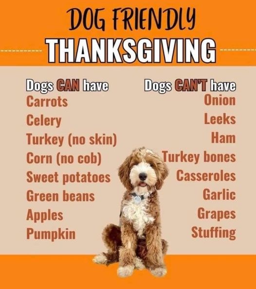 homeswithdiane's tweet image. 🐶 We all love to treat our fur babies, but NOT ALL FOODS ARE SAFE for them to consume. Be mindful when you&apos;re sliding that bite under the table this week!! 🐶

#dogfriendly #safefordogs #Thanksgiving #HomeswithDiane #DianeWilsonREMAX #remax #servingYOURfamily