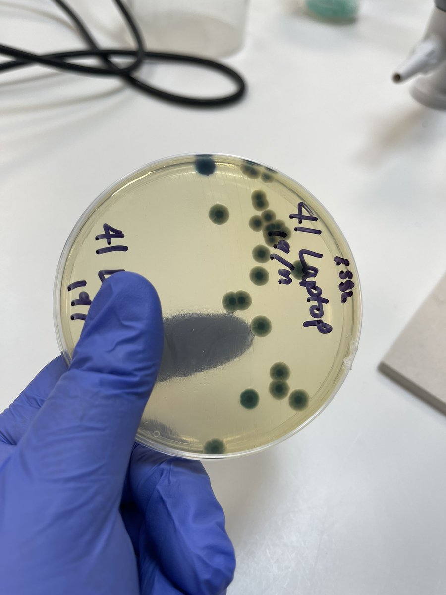 AMRMDX's tweet photo. WAAW Results! Any idea  what organism is there? 

It looks like a resistant fungi growing on a chromogenic agar supplemented with fluconazole and other beta-lactams 

@MicrobioSoc @MiddlesexUni @EnasNewire @BlessOye 
#WAAW #AMR #KOAMR #microchamp https://t.co/zrOSgMednV