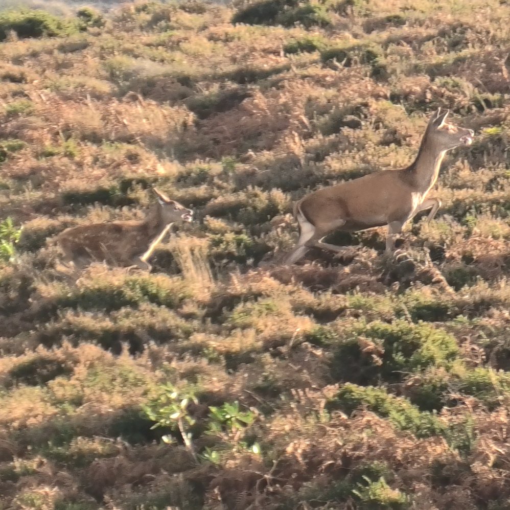 NDHuntSabs's tweet image. Hinds and their calves were terrorised again today by the Quantock Staghounds. But what they were really after was a stag. With a good number of sabs and monitors watching them, they did a poor job of hunting both and were hopefully deterred from taking potshots at fleeing hinds.