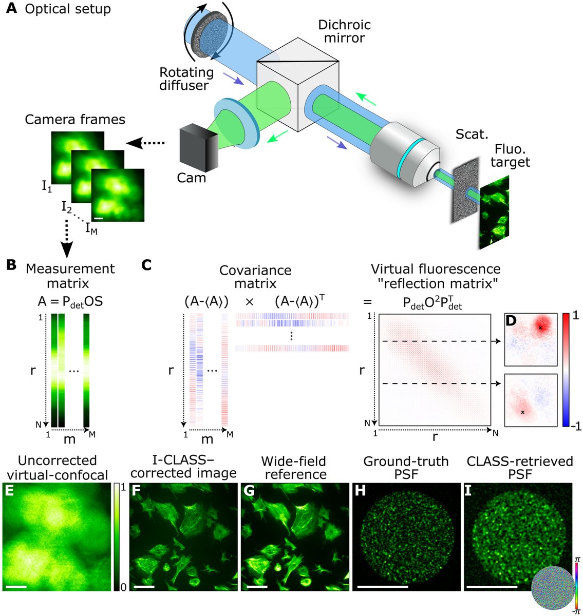 New scattering compensation method is compatible with widefield #Fluorescence #Microscopy, requiring tens of frames of raw data acquired using random illumination patterns, but without the need for a spatial light modulator or target sparsity: bit.ly/4i9ivOW