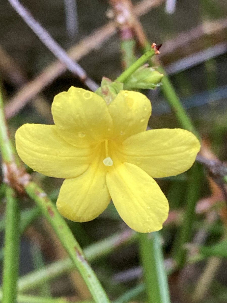 Despite all last week’s weather the Winter Jasmine (Jasminum nudiflorum) is still flowering in my Derbyshire garden ⁦⁦<a href="/GardensHour/">GardensHour</a>⁩ #GardensHour