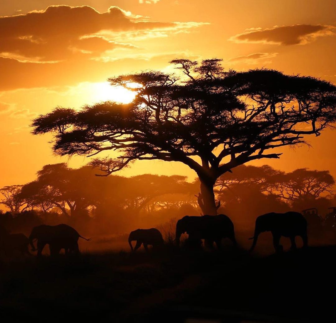 josemfalme's tweet photo. Took the unique photo of the gentle giants on the move at the Amboseli National Park  #tembeakenyaphotocontest #tembeakenya #wildlifeke https://t.co/toQARHu4O8
