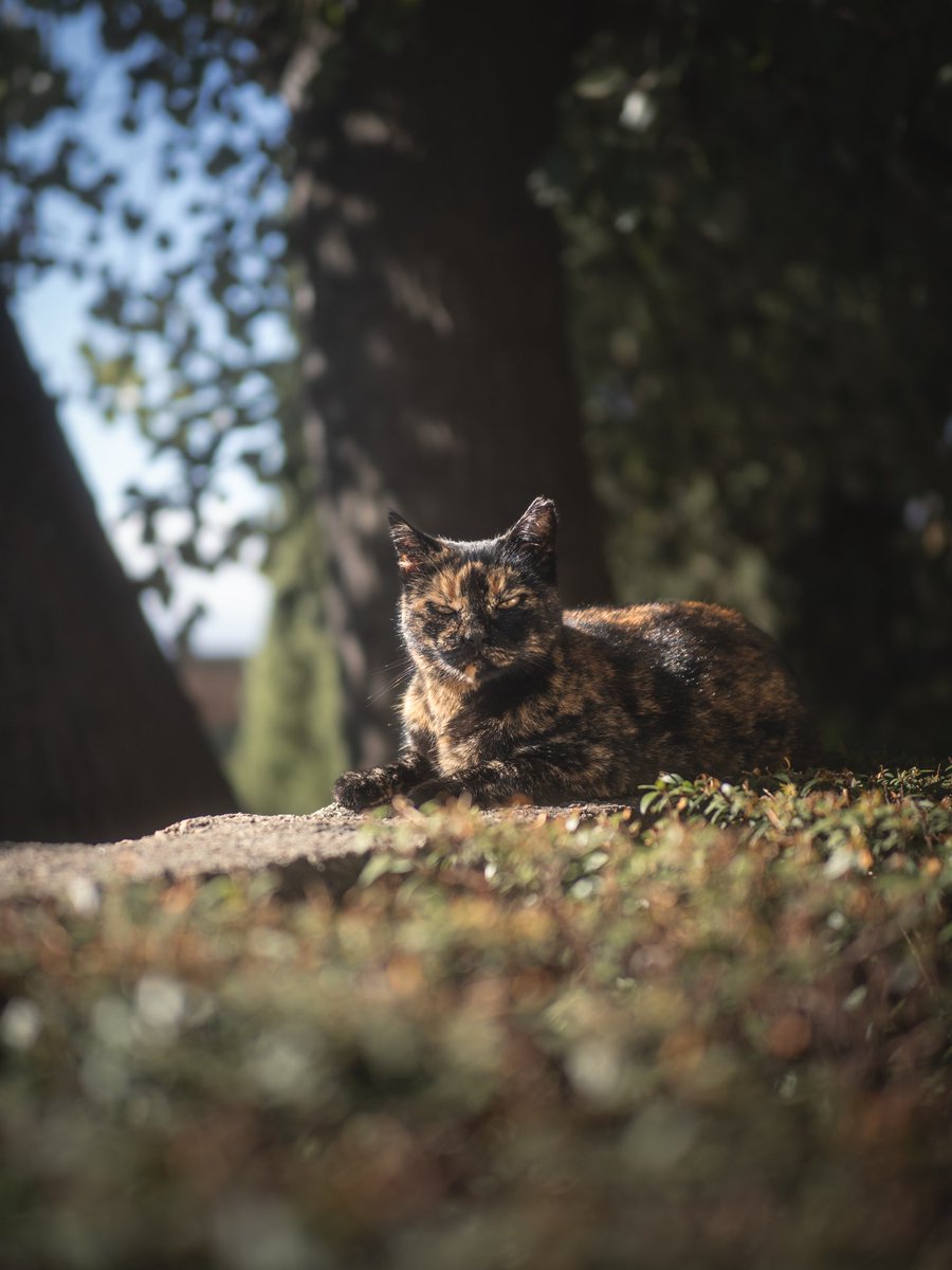 itsmorevisual's tweet photo. Michi guardián de la Alhambra 

OM SYSTEM OM-1 + 25mm f/1.2
#OMSYSTEM https://t.co/tIadKXnIpn
