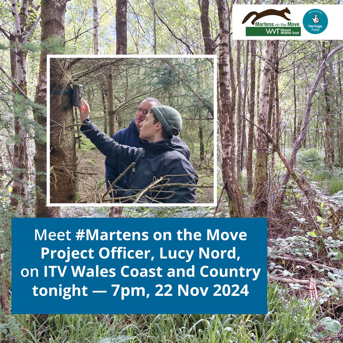 Vincent Wildlife (@vincentwildlife) on Twitter photo Did you miss seeing #MartensontheMove Project Officer, Lucy Nord, on last Friday's episode of <a href="/itvcoastcountry/">ITV Coast & Country</a> with @CoedCadw? Good news! You can catch up with it on ITVX here bit.ly/4g7rZs9
Thank you to <a href="/Ruth_ITV/">Ruth_TV</a> for a great interview. <a href="/HeritageFundUK/">The National Lottery Heritage Fund</a> Did you miss seeing #MartensontheMove Project Officer, Lucy Nord, on last Friday's episode of <a href="/itvcoastcountry/">ITV Coast & Country</a> with @CoedCadw? Good news! You can catch up with it on ITVX here bit.ly/4g7rZs9
Thank you to <a href="/Ruth_ITV/">Ruth_TV</a> for a great interview. <a href="/HeritageFundUK/">The National Lottery Heritage Fund</a>