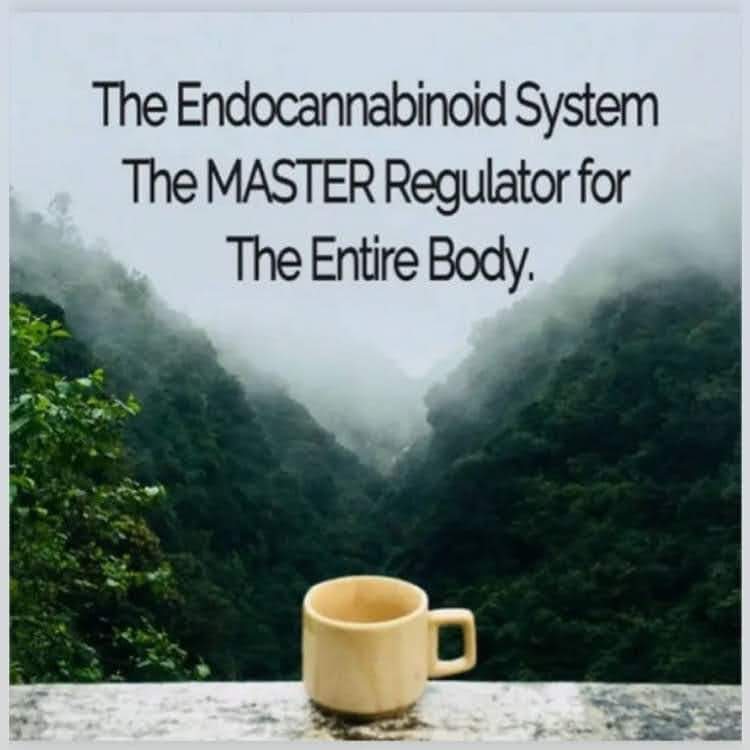 TGLRUpdates's tweet image. Happy Monday from THE GREEN LEAF RELIEF! ✌️ 🧡 🙏 

Business Hours: 

Mon-Sat 9am-9pm / Sunday 12pm-6pm

10% off Hippie Hour runs from 4:20-5:20pm Daily!

613 E. Main Street, Maiden NC 28650

1293 Rocky Hill Lane, Lincolnton NC 28092

2264 Lincolnton Highway, Cherryville NC