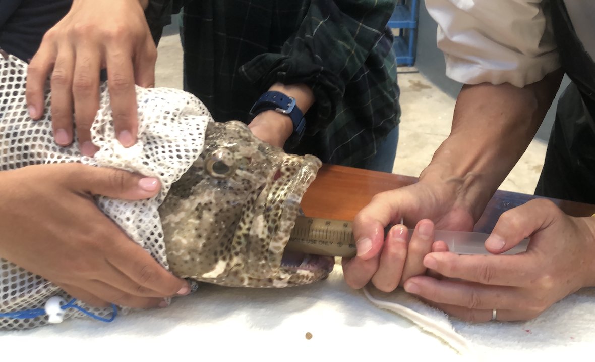 profdrsenoo02's tweet photo. Enforced feeding for Tiger Grouper fish.
This is an experiment to maintain the health of the brood fish during egg collection. https://t.co/fZzgEOTHAN