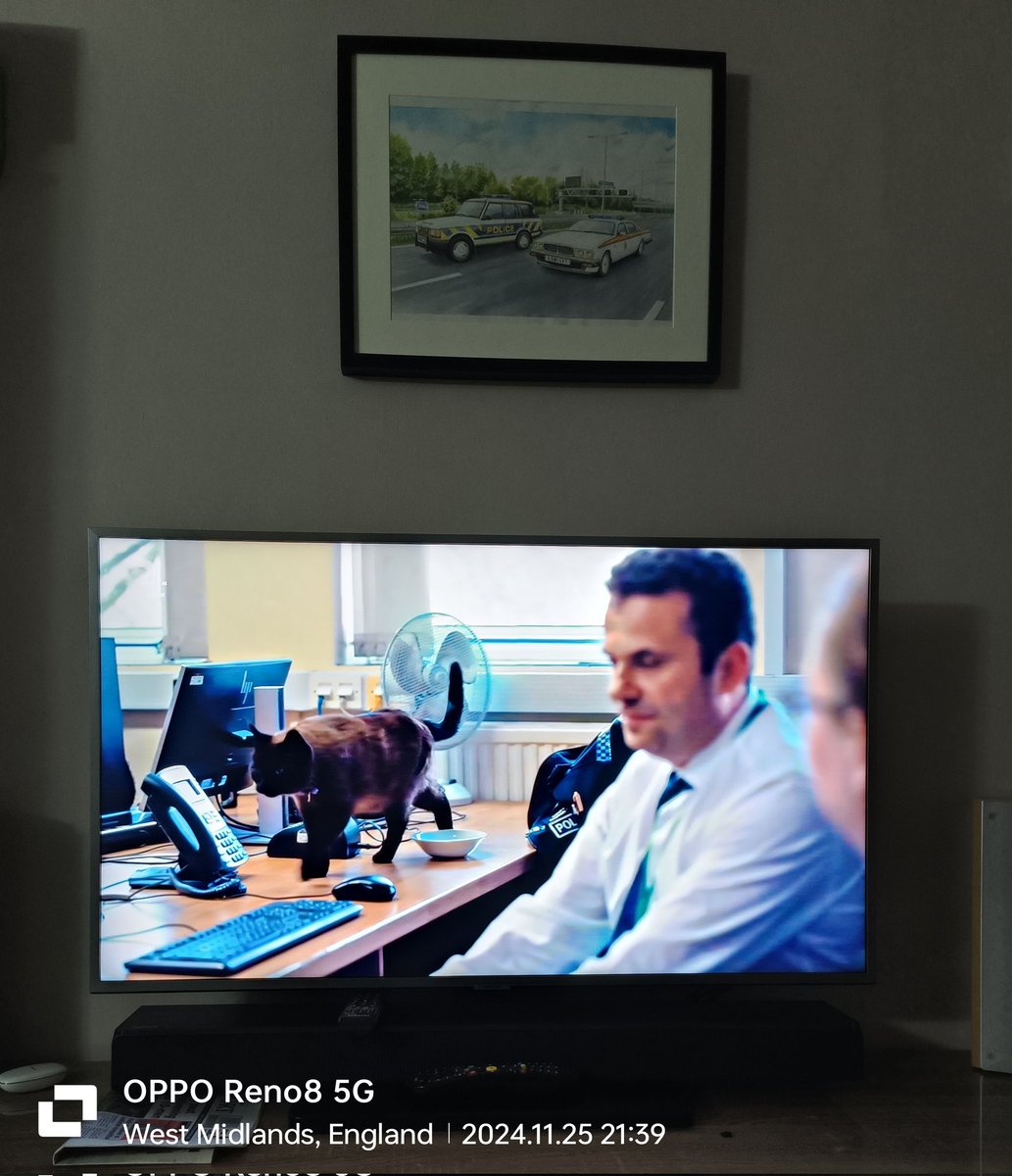 Is this the only CID cat in a UK force ? #24hoursinpolicecustody #cambbridgshireconstabulary