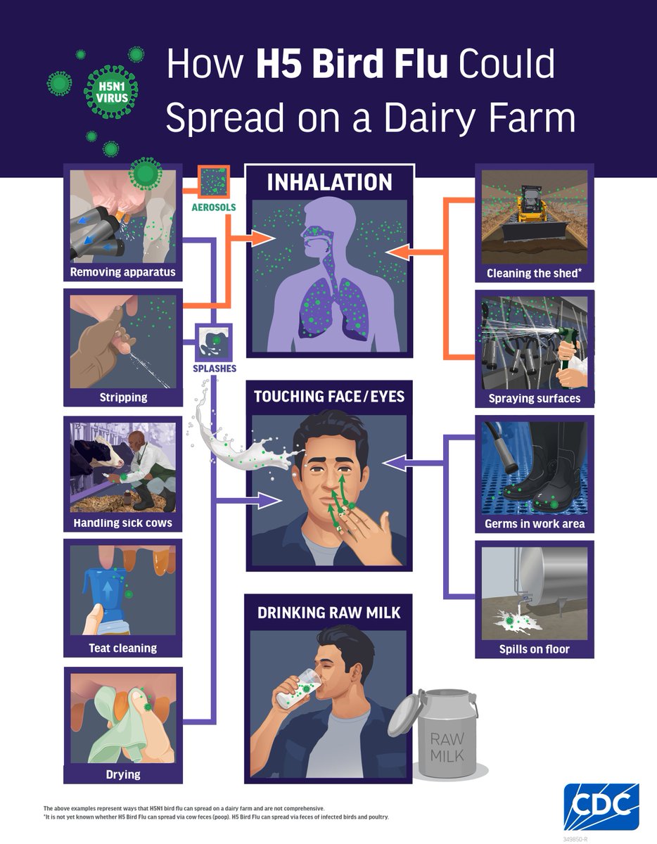 Wondering how #H5N1 #birdflu could spread on a dairy farm? This graphic illustrates how it might spread from cows to people. Take actions to reduce your risk of infection. Read more here: bit.ly/4fSYGt7