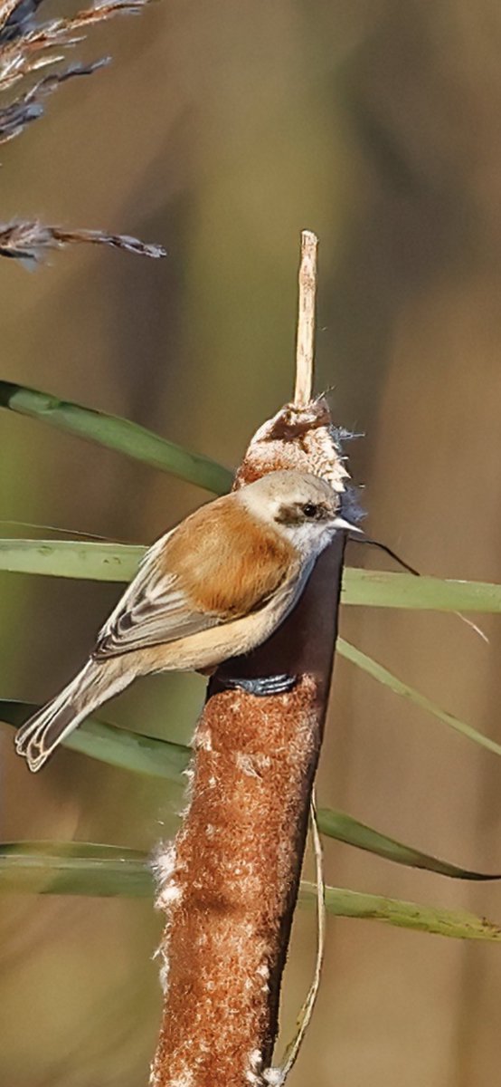 This sublime Penduline Tit at Titchwell RSPB took some digging out today, so I was really pleased to relocate it at Patsy’s Pool, with Mark and Tracey Bradbury, four hours after it was initially reported at the dragonfly pond.