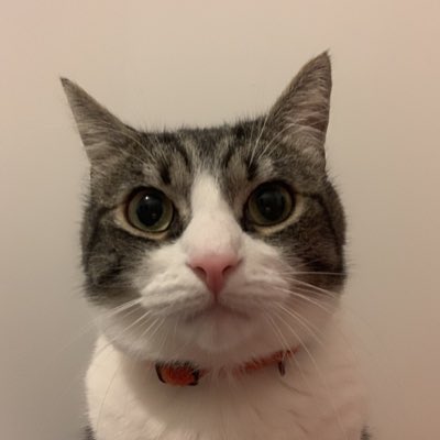 chatmignon__'s tweet image. Photo d’identité officielle toto
#NouvellePhotoDeProfil