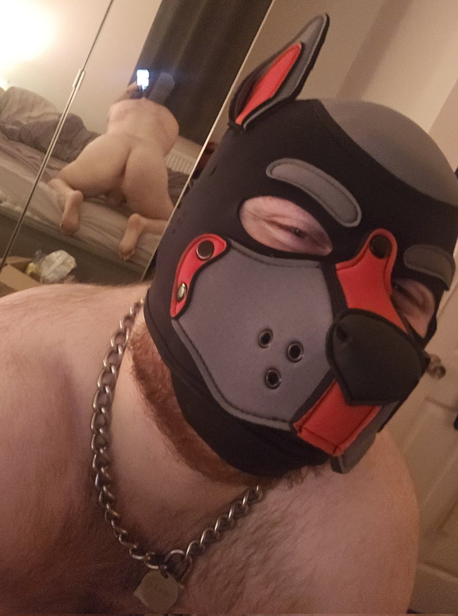 Just a dog taking an innocent selfie nothing to see here!