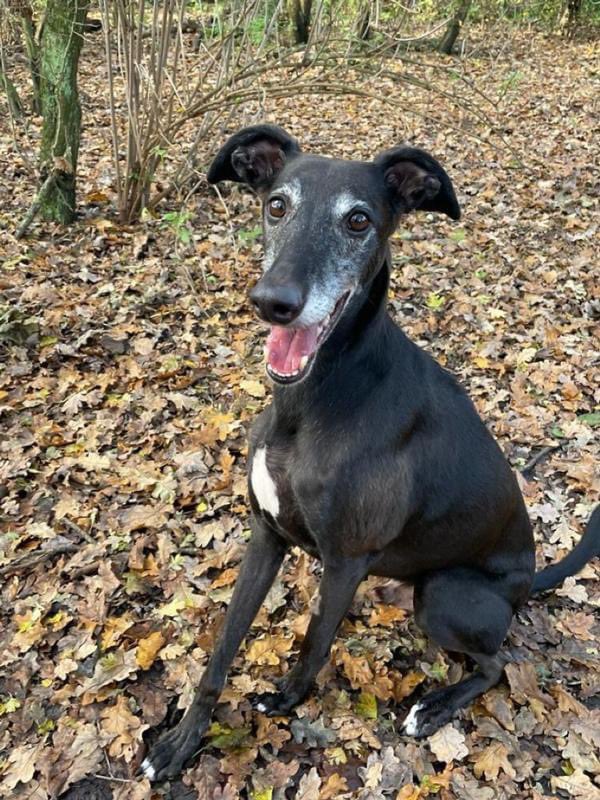 1 JAAR in het asiel, zoekt gouden mand.
Reeven is zijn naam en hij wil heel graag bij iemand komen wonen.
Als we hem nu eens allemaal delen zou hij dan zijn koffers mogen gaan pakken omdat iemand voor hem gevallen is?

dierenasiels.com/dier/781B796B-…