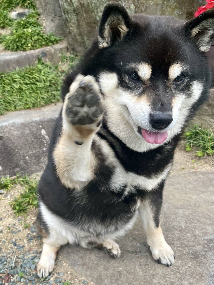 (*￣∀￣)今日も頑張ろう
U^ェ^Uハーーイ🎶🎶