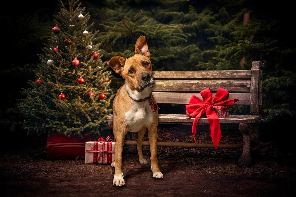 HELA_MORE's tweet photo. La próxima semana ya es diciembre y Canela ya está esperando su regalo de navidad.
Quiere una familia 🥺
Ya le dijimos que a lo mejor no llega lo que espera pero que haremos todo lo posible por que se cumpla su deseo.
Estamos en CDMX https://t.co/BxkURSKM8G