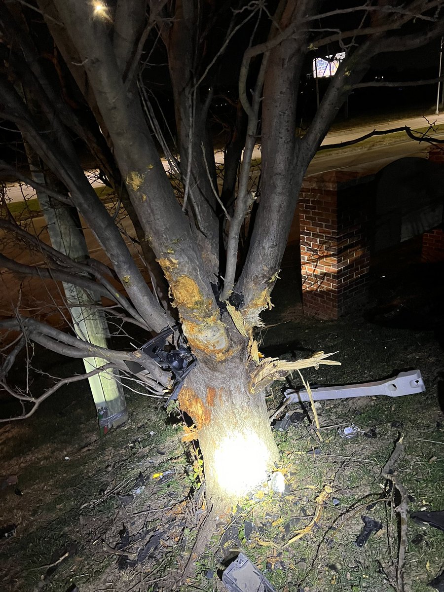 Now that’s a sturdy tree. Everyone’s alright.