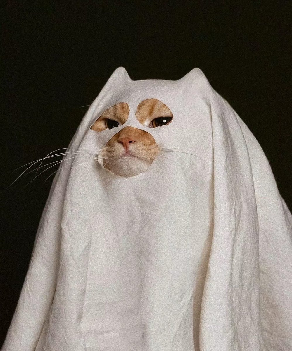 TheCatsX's tweet photo. Boo 👻 https://t.co/qXnlkh94mC