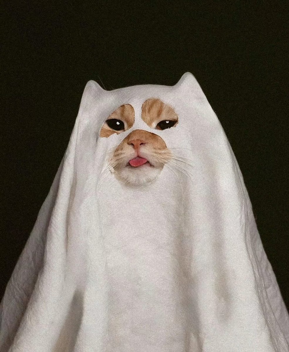 TheCatsX's tweet photo. Boo 👻 https://t.co/qXnlkh94mC