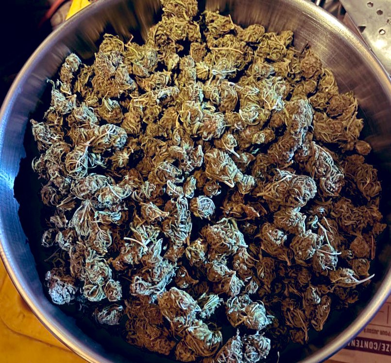WeedVet's tweet image. Ok… was just down in the bunker checking on things… 

Stopped by the stash… popped open those @TheCVault cans….

This is just a teaser cause it was too dark to take a decent pic….

These cans are the way… wow… 

flower was just sparkling….
@BovedaCannabis 

…more to come