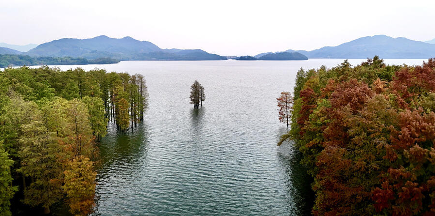 zhu_alice50849's tweet photo. As early winter settles in, Yuyiao’s pond cypress forest begins to turn red, creating a breathtaking landscape. 🍂🌲 #Yuyiao #EarlyWinter #AutumnToWinter https://t.co/xijpIfidKH