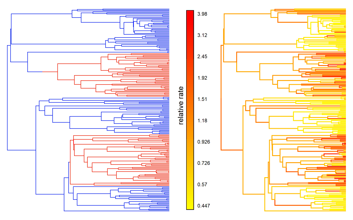 phytools_liam's tweet photo. From the #phytools blog archive, Mk vs. Γ vs. hidden-rates model for regime shifts on the tree in the evolution of a discrete phenotypic trait: https://t.co/Pi0OXuqStg. 1/2 https://t.co/ccQAbRKNJN
