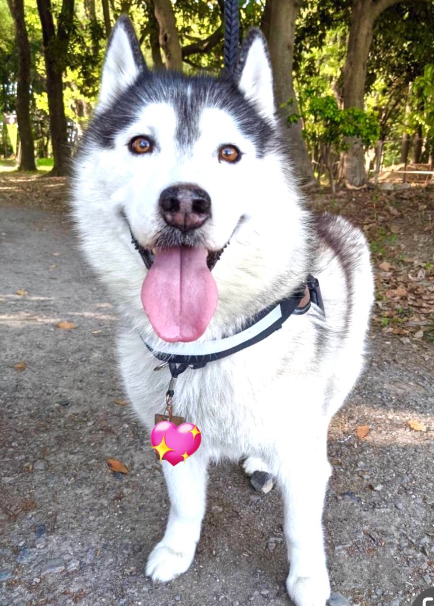 皆しゃーん、お元気でしゅか？
ボクはいつも通りルンルンでしゅよ🎶
風邪ひかないでね！
byバルト
#シベリアンハスキー