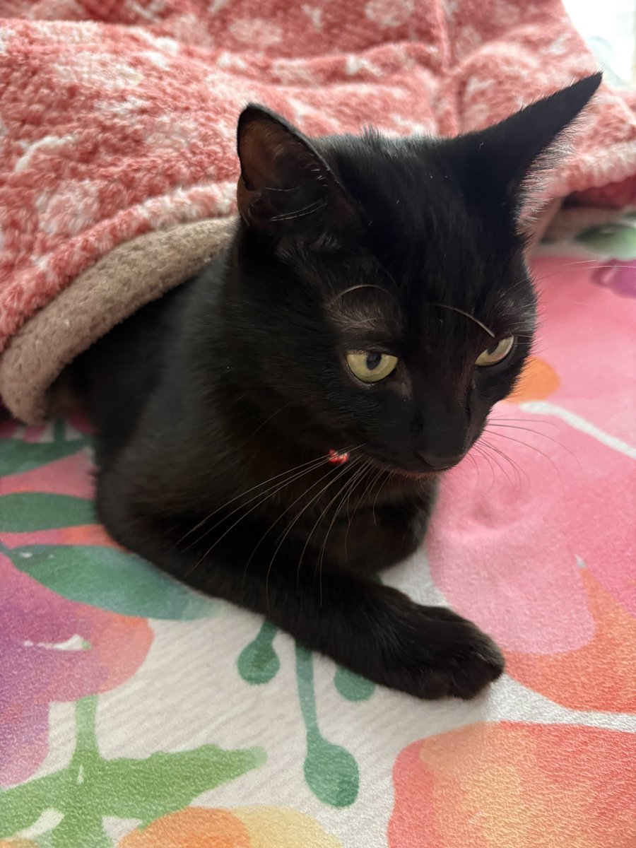 Azuki9318's tweet image. おひるにゃ‼️
こたつぬくー
#ねこかわいいね
#黒猫
#こたつねこ