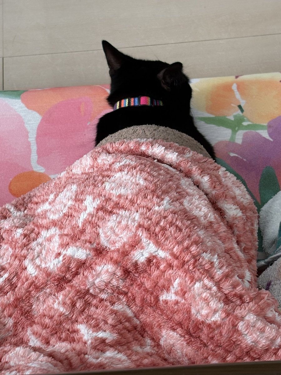 Azuki9318's tweet image. おひるにゃ‼️
こたつぬくー
#ねこかわいいね
#黒猫
#こたつねこ